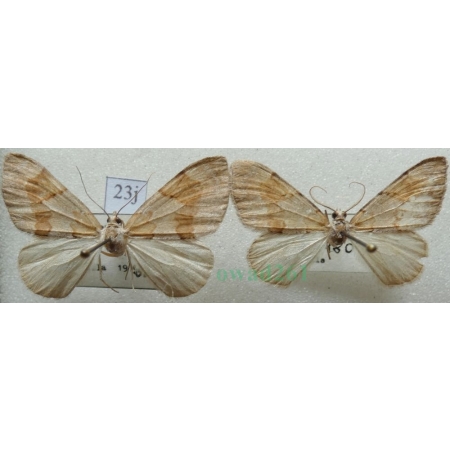 Pennithera firmata (Hübner, 1822) pair Paśnik trwalnik Czech23j